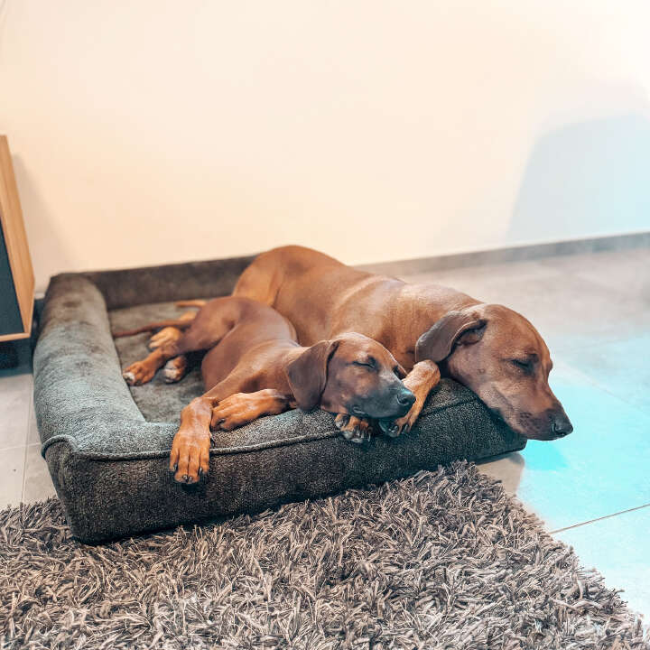 petlando Orthopädisches Hundebett Korfu